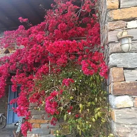 Joy's Little House